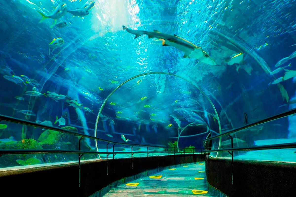 aquario-marinho-do-rio-de-janeiro